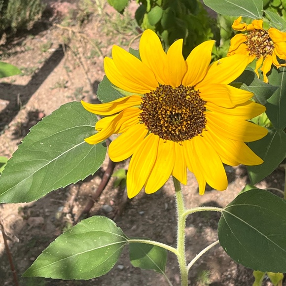 Meet your Posher, Cindy - Picture 1 of 1